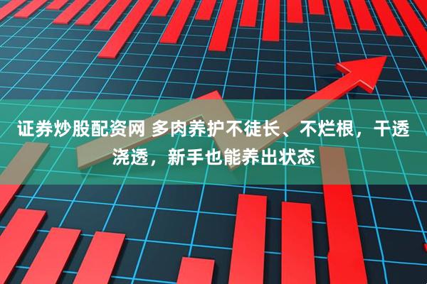 证券炒股配资网 多肉养护不徒长、不烂根，干透浇透，新手也能养出状态